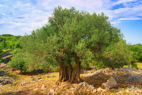 Histoire de l'huile d'olive