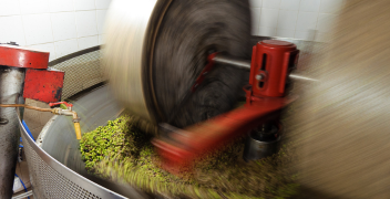 Comment faire de l'huile d'olive ?